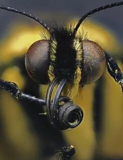 Antennae