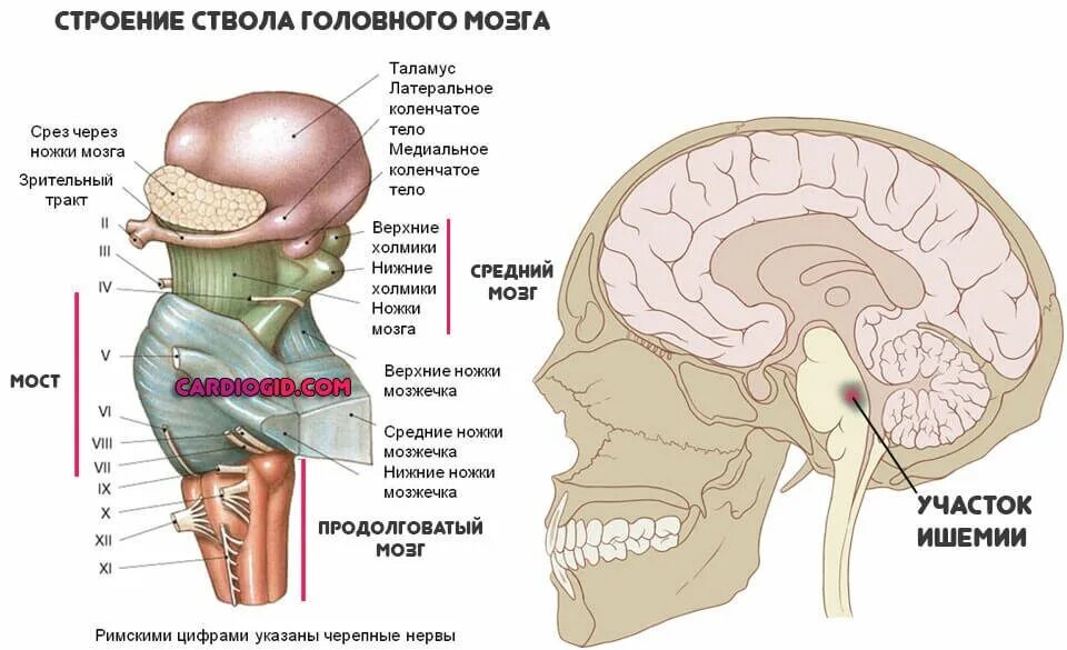 Анатомия ствола головного мозга. Ствол головного мозга строение и функции. Ствол мозга строение анатомия. Отделы головного мозга составляющие ствол мозга. Структура и функции ствола мозга