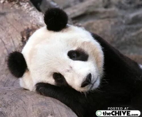 Pandas r. Pandas r