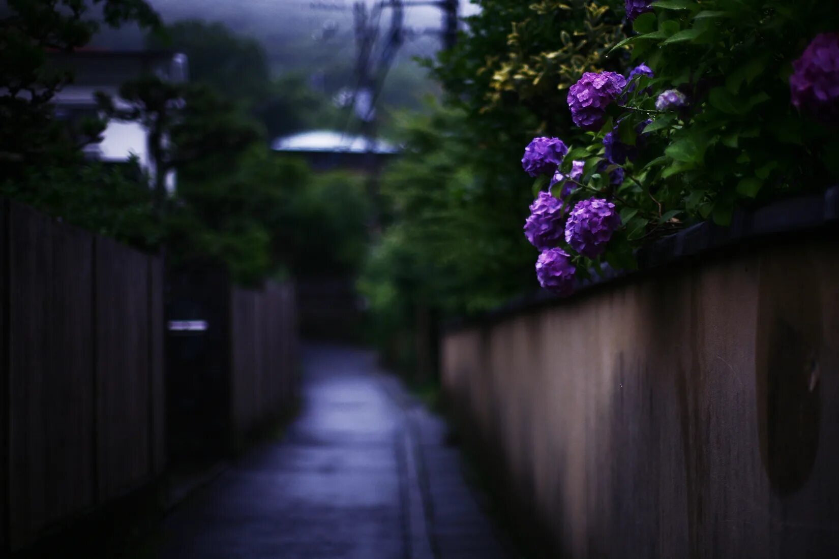 Улица сирени. Сад ночью. Сирень ночью. Кусты ночью. Фиолетовые цветы на улице.