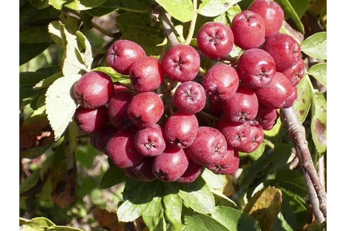 Рябина гранатная описание сорта. Рябина "Титан" Sorbus aucuparia 'Titan'. Рябина сладкоплодная Титан. Рябина сорт Титан. Рябина обыкновенная Титан.