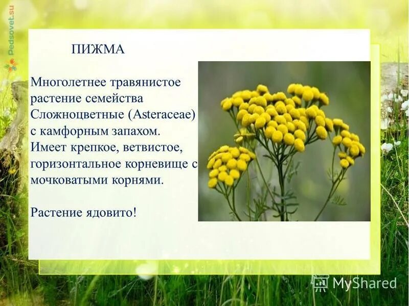 охраняемые виды покрытосеменных растений. осот огородный сорняк. сложноцветные дикорастущие растения. дикорастущие растения россии. цветки сложноцветных.