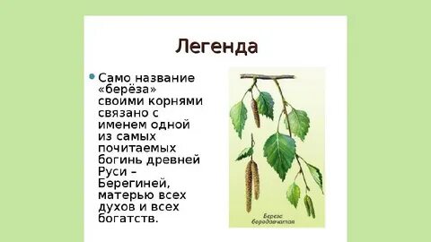 Дерево береза как пишется