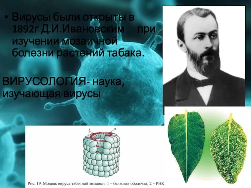 Наука изучающая вирусы. Ивановский открытие вируса табачной мозаики. 1892 Ивановский открыл вирус табачной мозаики. 1892 Г. открыты вирусы Ивановский д.и. Вирусы были открыты в 1892.