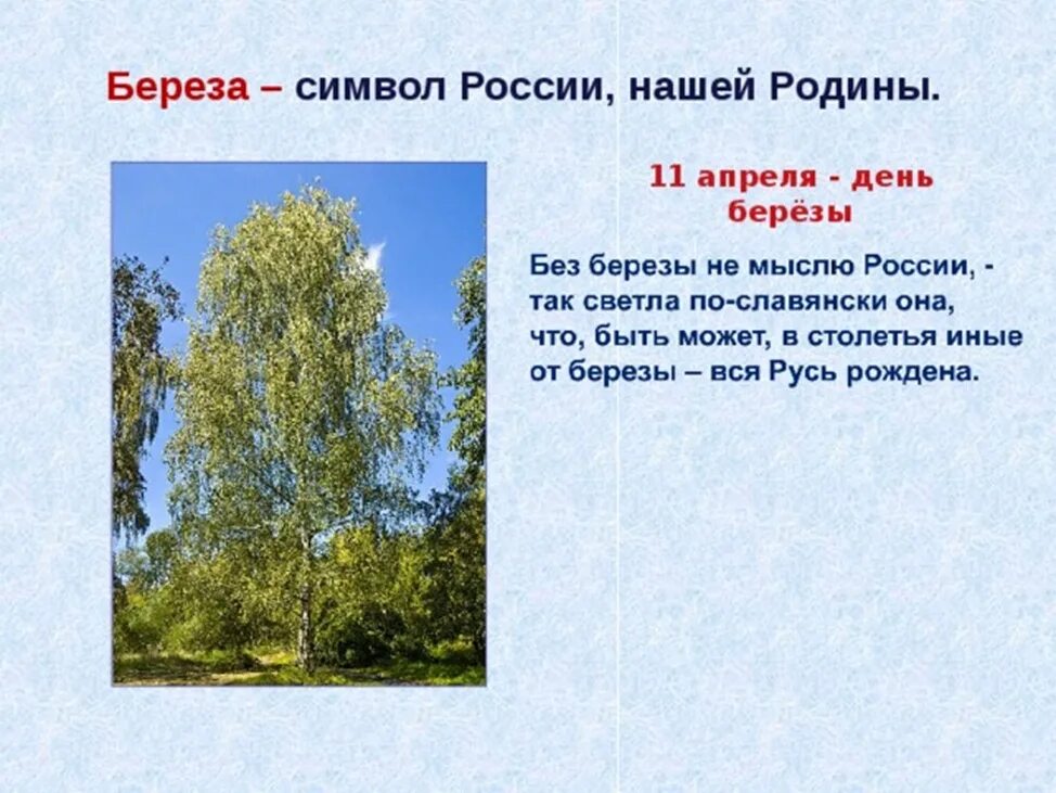 Березка перевод. 11 Апреля день березы. Береза символ России. День русской Березки. С днем России березы.