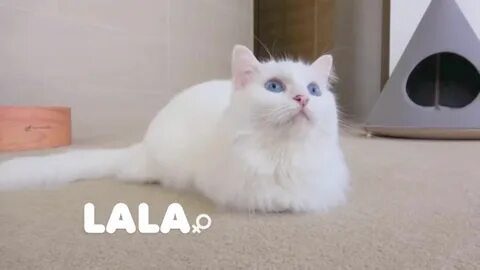 Кошка лала