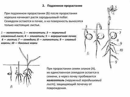 У двудольных растений выросших из черенков