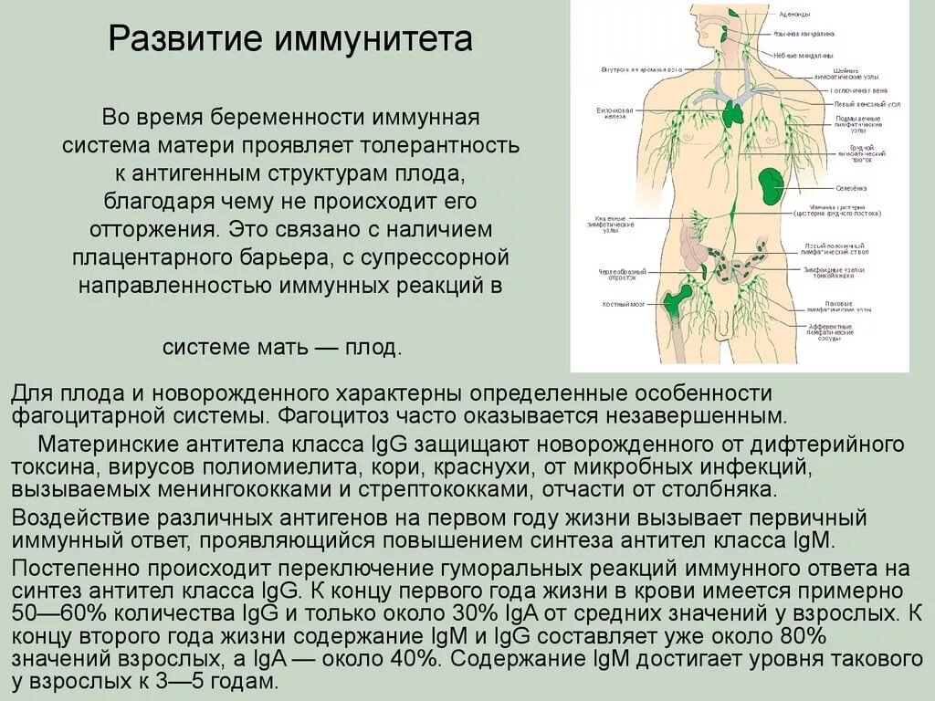 Особенности формирования иммунитета. Иммунная система. Развитие иммунной системы. Формирование иммунной системы у детей.