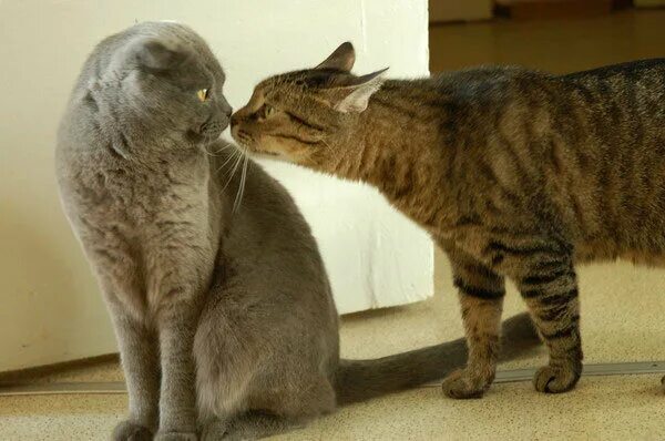 Брачный зов кошки. Коты знакомятся. Кошки знакомятся друг с другом. 2 Кота знакомятся. Кот знакомится с кошкой.