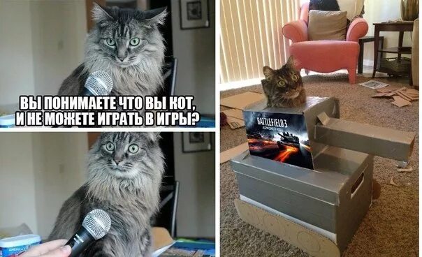 Мем коты игры. Коты мемы. смешной кот мем. смешные мемы с котом. популярные мемы с котами.