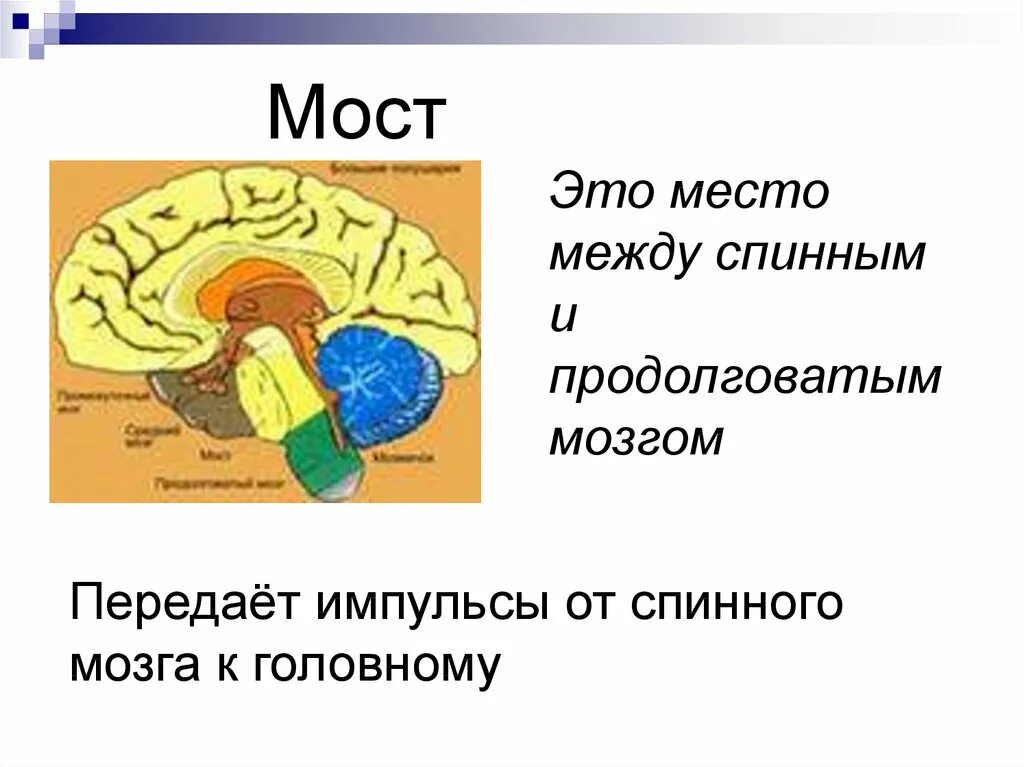 Функции моста и среднего мозга. Функции моста биология 8 класс. Структуры головного мозга биология 8 класс. Строение и функции головного мозга промежуточный мозг рисунок. Биология 8 класс строение головного мозга продолговатого мозга.