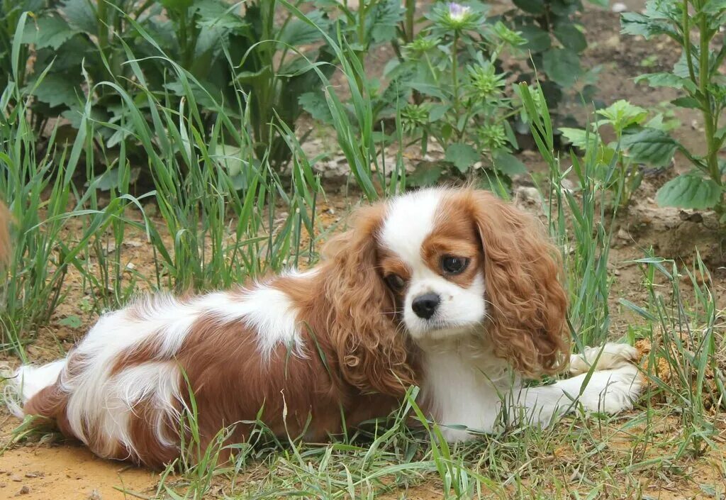 Кинг чарльз спаниель. Кавалер клуб. Кавалер кинг чарльз спаниель чемпион. Кавалер кинг чарльз спаниель щенки. Кавалер клуб.