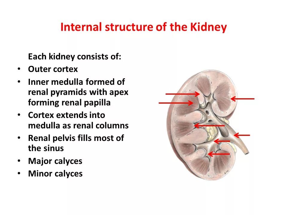 Internal structure. Kidney structure. The Internal structure of the Kidney. Renal column. Structure of the renal Pyramid.