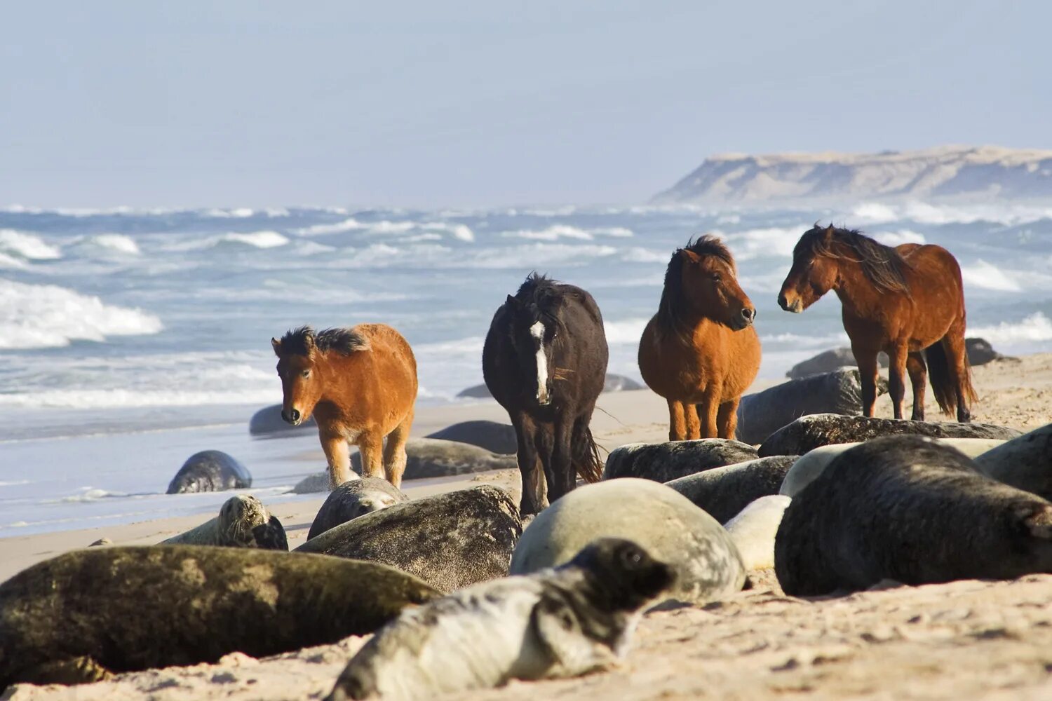 Wild horse islands the hunt. Дикие лошади острова Сейбл. Кладбище Атлантики», остров Сейбл. Остров Сейбл лошади. Остров Сейбл Канада лошади.