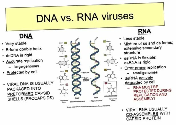 Минус рнк вирусы. Двухцепочечной РНК. Вирусы с двухцепочечной ДНК. Вирусы с двухцепочечной РНК. Вирусами содержащими двухцепочечной ДНК являются.