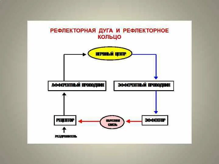 Ментальная регуляция. Ментальная регуляция
