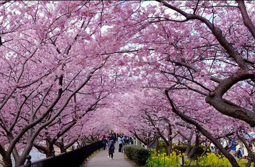 Цветение Сакуры. Япония фото. Дерево Сакура в Китае. Растет в Японии Сакура.