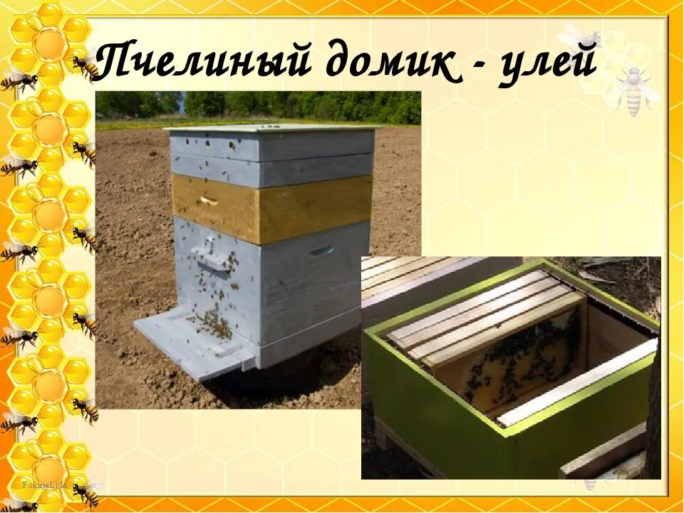 Где живут пчелы. Где живут пчелы. Жизнь улья пчел. Ульи для пчел. Живут в улье о компасе.