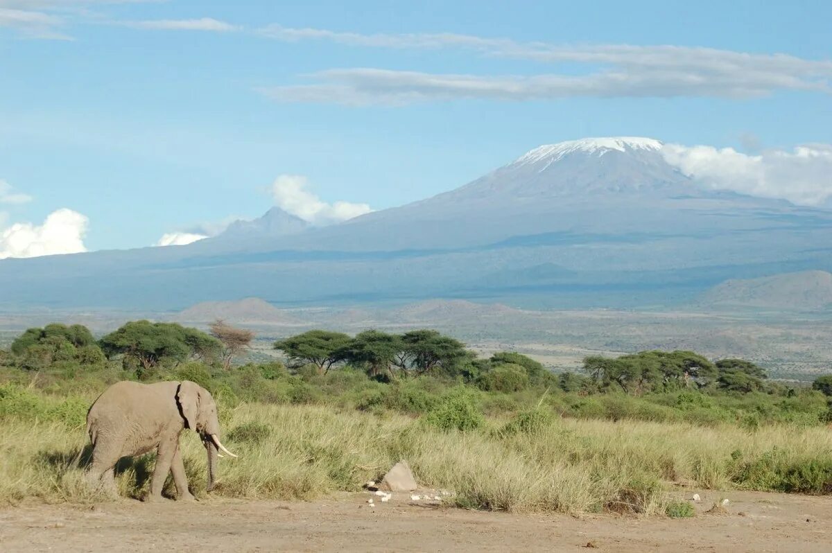 See africa. Танзания Килиманджаро. Танзания гора Килиманджаро. Национальный парк Килиманджаро. Парк Килиманджаро в Танзании.