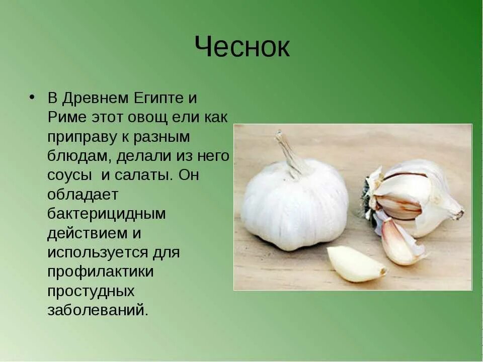 Для чего используют чеснок. Чеснок. чеснок описание растения. чеснок краткое описание. чеснок презентация.