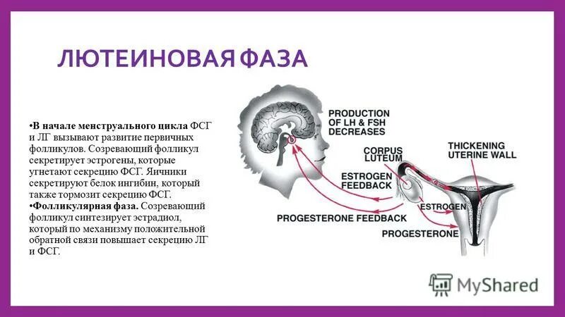 Фазы менструационного цикла лютеиновая фаза. Лютеиновая фаза овариального цикла характеризуется. Лютеиновая фаза схема. Овуляция и лютеиновая фаза.