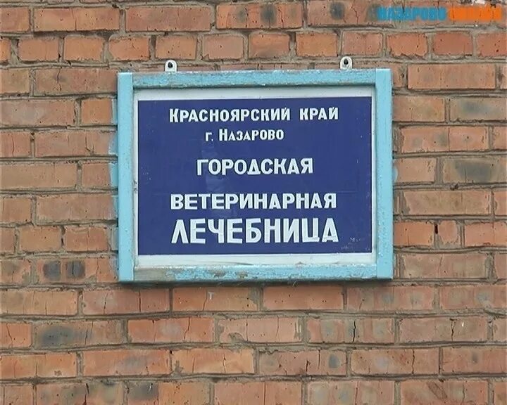 Красноярский отдел ветеринарии красноярск. Назаровский отдел ветеринарии. ветеринарная больница. ветеринар назарово.