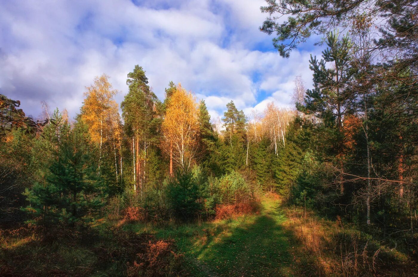 Хвойный осенний лес Саяны. Осенний лес. Осень в лесу. Лес осенью.