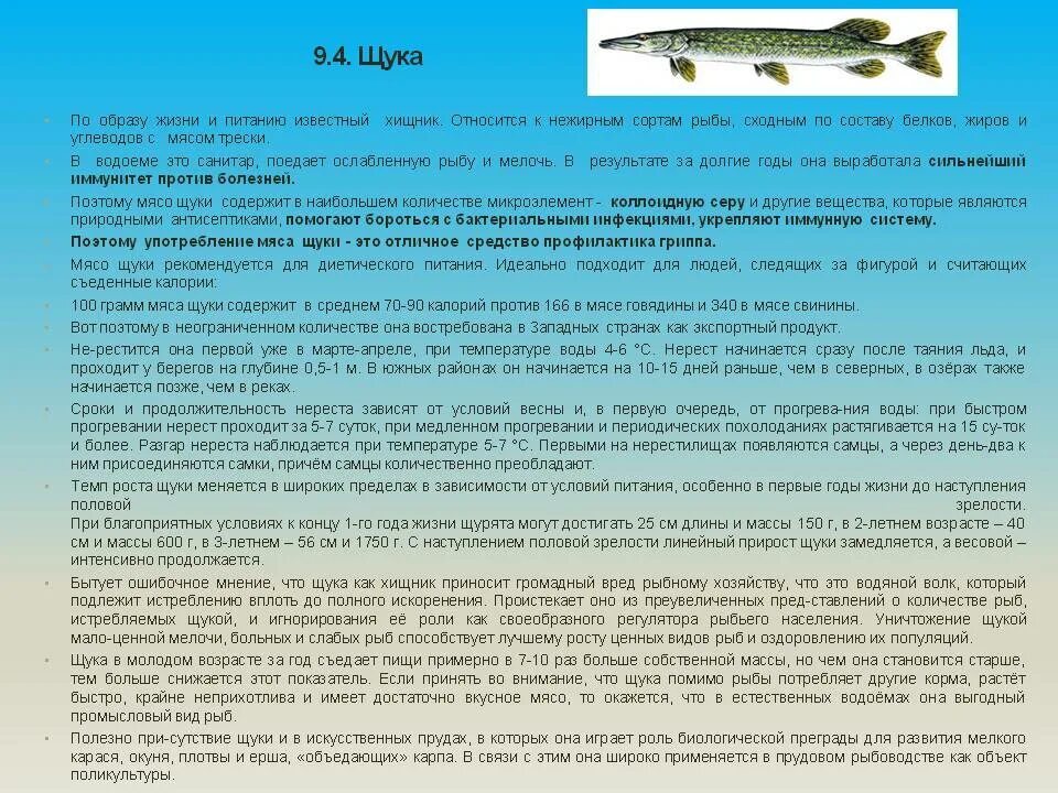 Щука образ жизни. Продолжительность жизни щуки. Чем полезна щука. Щука описание.