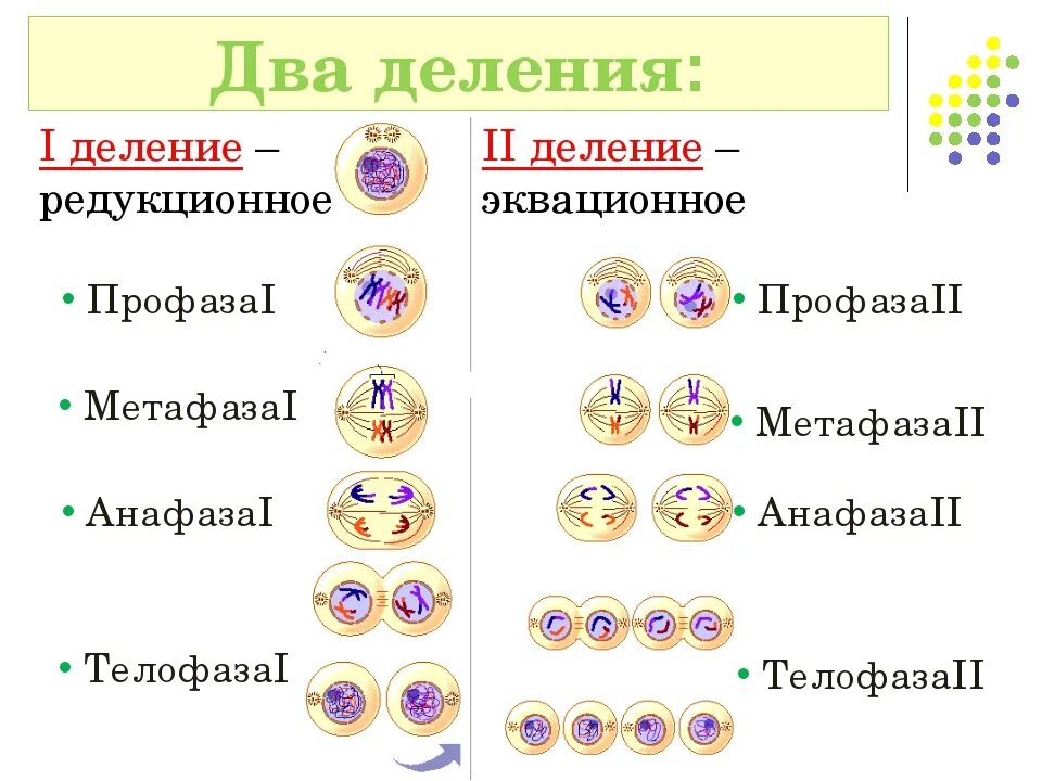 Фазы редукционного деления мейоза. Стадии деления мейоза таблица. Фазы 1 деления мейоза. Фазы мейоза 1 деление таблица. Мейотическое деление клеток зона