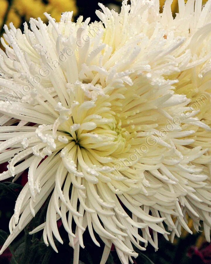 Хризантема пионовидная белая. Хризантема одноголовая зембла. Хризантема андреа. Хризантема кустовая стеллини. Хризантема этна.