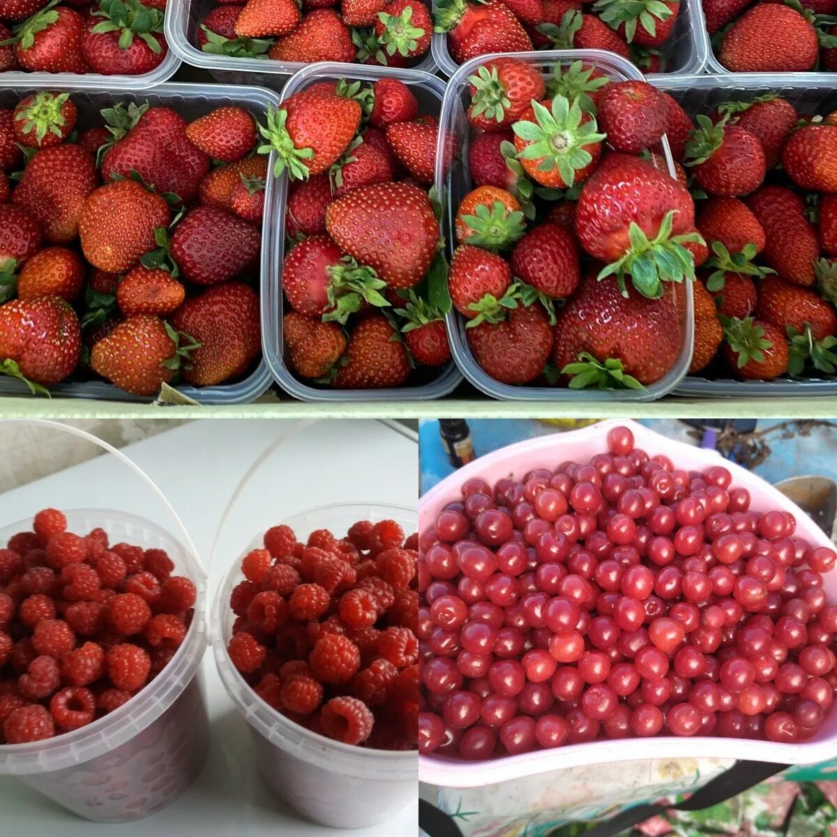 магазин дачник благовещенск. магазин амурский дачник в благовещенске. амурский дачник в благовещенске каталог. амурский дачник.