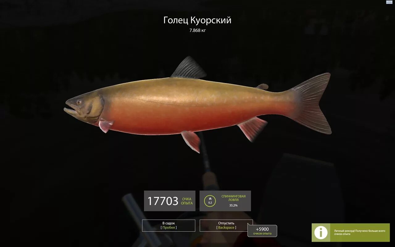 Игра рыбалка 5. Русская рыбалка 5. Голец куорский в реальности. Слайды фото Fishing Planet. На какую рыбу нужны Свимбейты в Fishing Planet.