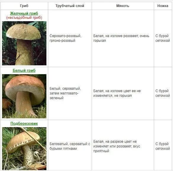 Виды белых грибов описание. Ложный Боровик двойник белого гриба. Ложный Боровик, желчный гриб. Как отличить настоящий белый гриб от ложного. Ложный белый гриб описание отличия.