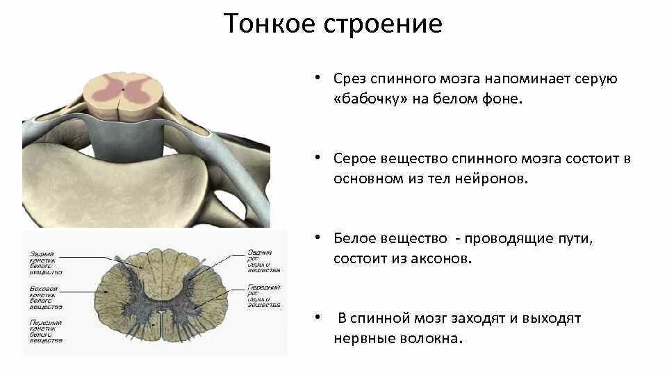 Тонкое строение спинного мозга. Структуры серого и белого вещества спинного мозга. Серое и белое вещество спинного мозга. Схема распределения серого и белого вещества спинном мозге. Строение мозга серое и белое вещество