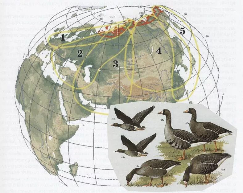 Расселение птиц. Ареал гнездования белолобого гуся. Ареал обитания гуся белолобого. Путь миграции белолобого гуся в России. Ареал перелетных птиц.