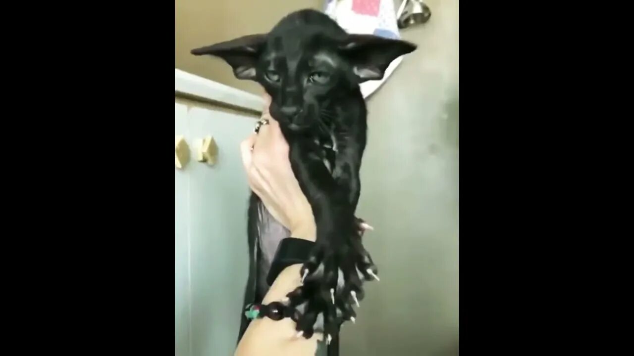 Кошка похожа на мышь. Кошка похожая на летучую мышь. кот летучая мышь. кошки похожие на летучих мышей порода. кошка с ушами летучей мыши.
