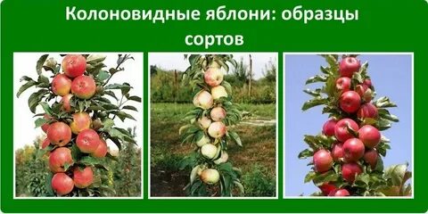 Яблони расстояние