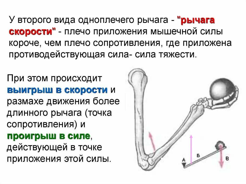 Какое действие оказывают на рычаг силы. Рычаги скорости, силы, равновесия. Рычаг скорости в биомеханике. Рычаг силы и рычаг скорости. • Одноплечий рычаг, рычаг скорости.