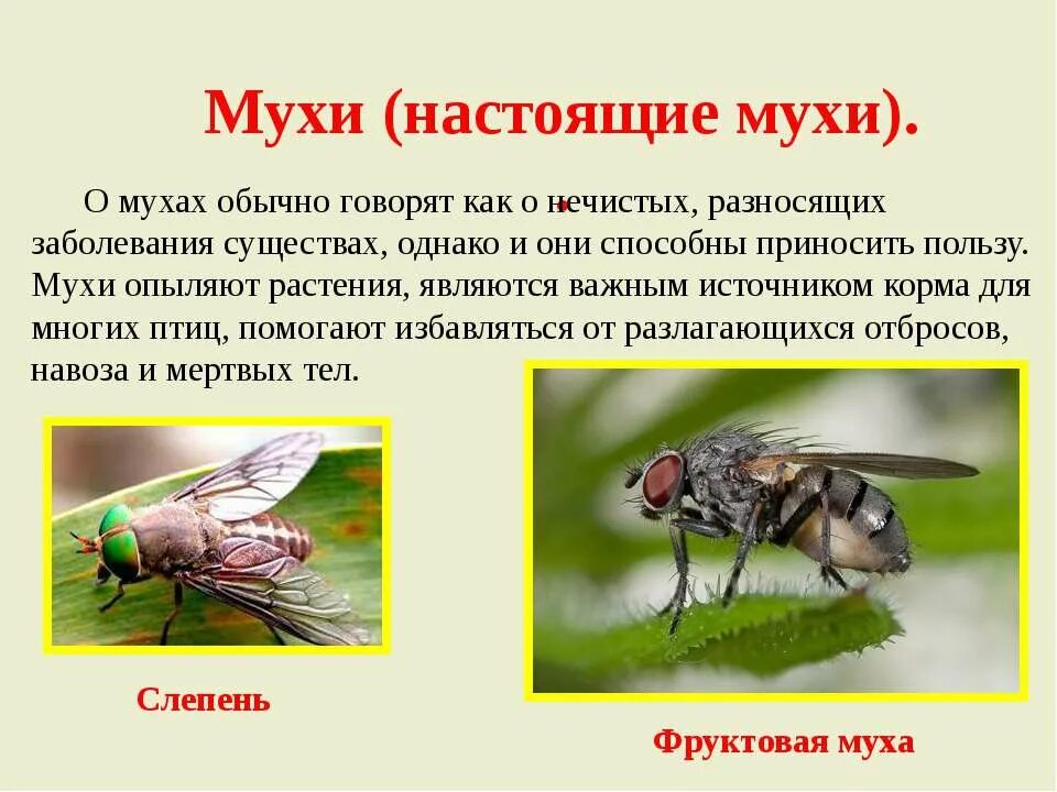 Описание про муху. Интересные факты о мухах. Интересные факты о мухах для детей. Муха для презентации. Сколько едят мухи
