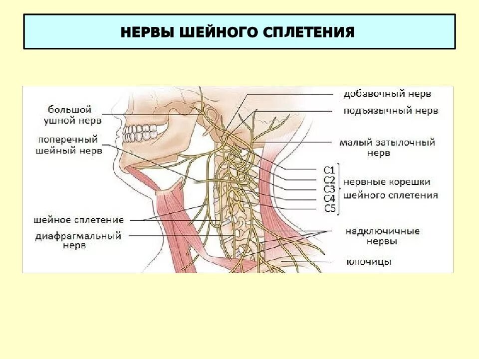 Периферические нервы и сплетения. Шейное сплетение схема иннервация. Шейное сплетение спинномозговых нервов схема. Шейное сплетение спинномозговых нервов анатомия. Иннервация шейной петли.
