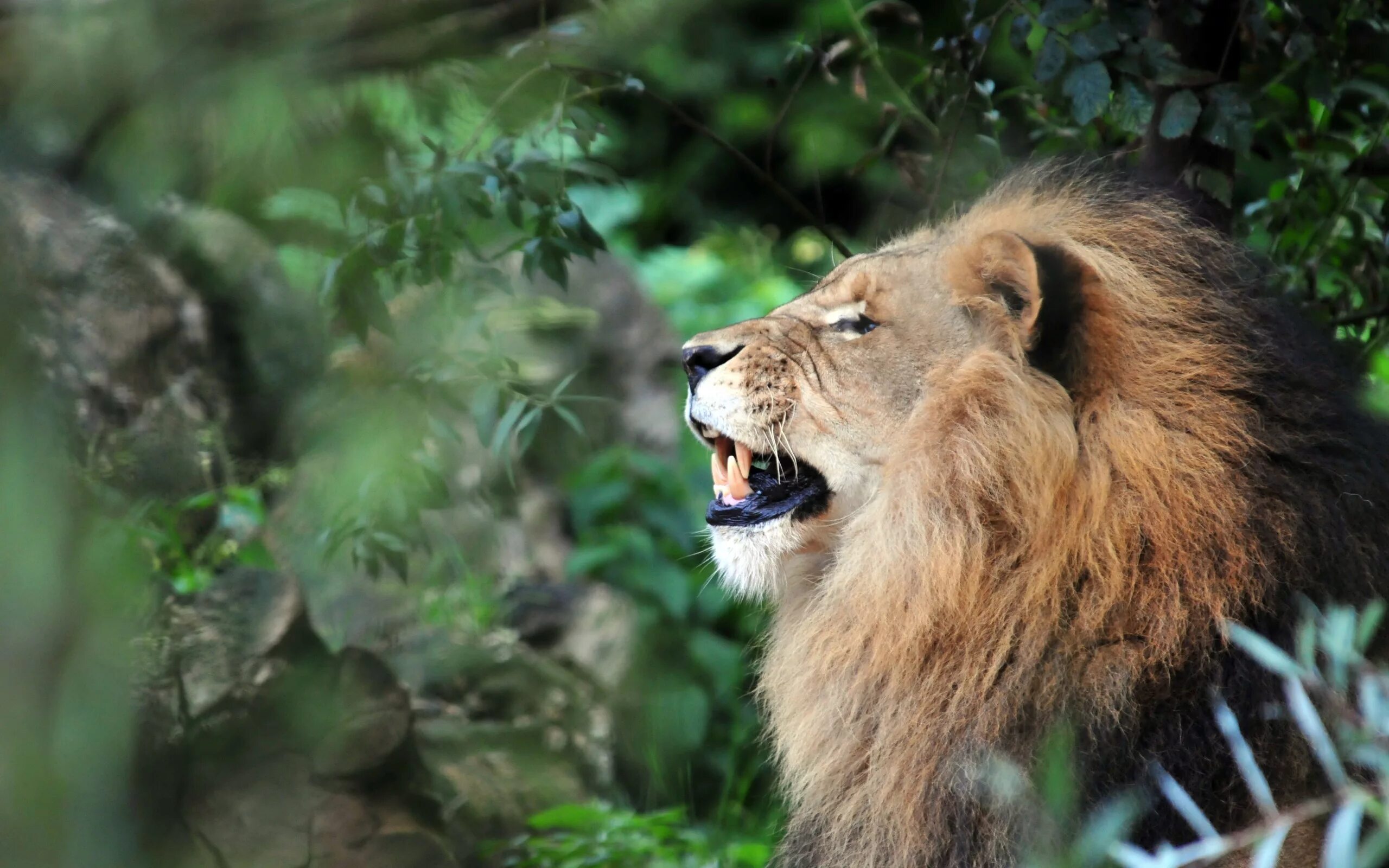 Лев. Лев картинки. Хищные животные Лев. Лев рычит. In the jungle lion