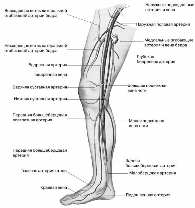 Левой нижней конечности. Артерии нижних конечностей анатомия схема. Кровоснабжение нижней конечности схема. Артерии сосудов нижних конечностей анатомия. Лимфоузлы коленного сустава схема.