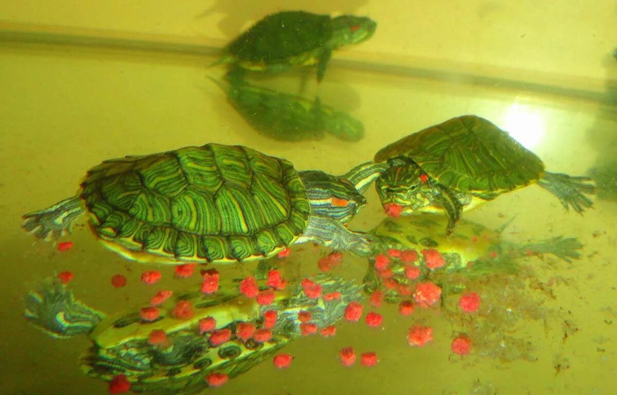 Водяные черепахи в домашних условиях. Водные черепахи в домашних условиях. Водные маленькие Черепашки в домашних условиях уход. Как ухаживать за водяными черепашками. Менять воду черепахе