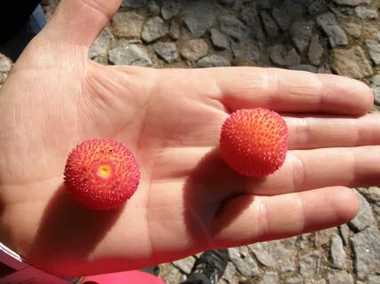 Pick fruit перевод