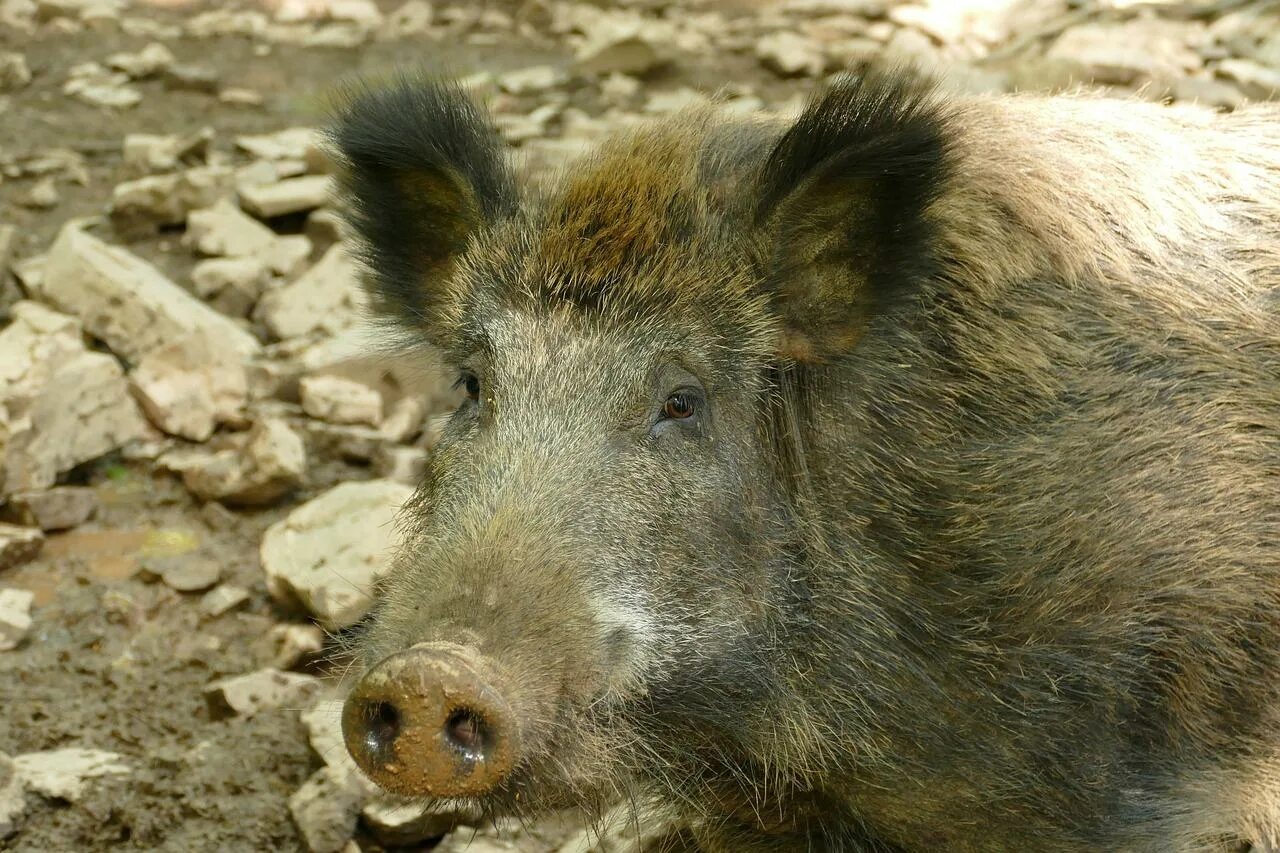 Боров и з. Кабан (sus scrofa). Кабан (sus scrofa l.). Сус скрофа. Sus scrofa scrofa.