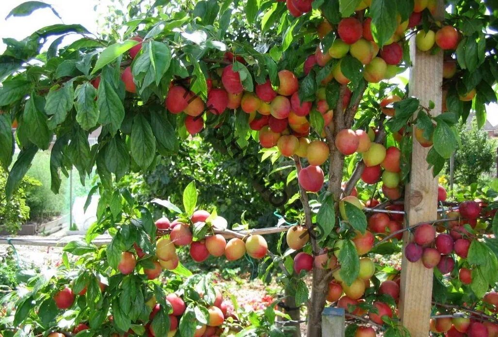алыча в ереване. слива кабардинская ранняя. алыча пчельниковская. слива китайская скороплодная цветение. алыча абрикос.