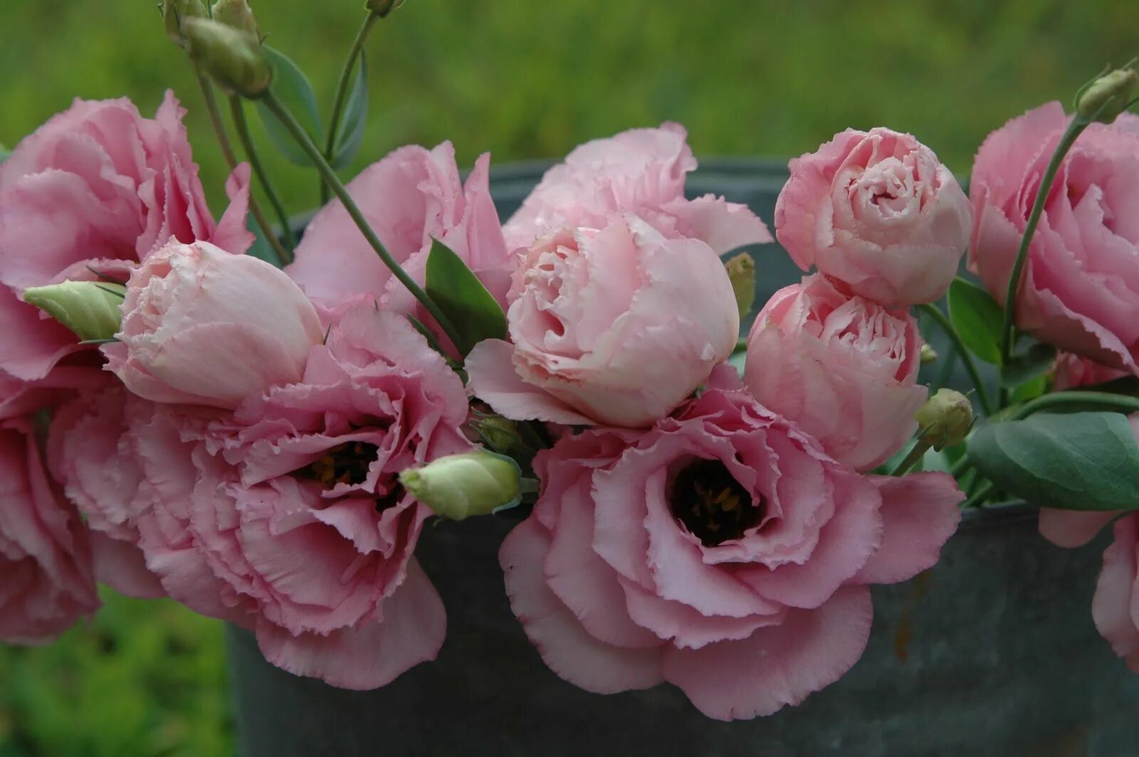 Каприм купить. Эустома. Эустома (Lisianthus). Эустома Мэйдж Роуз Рим.