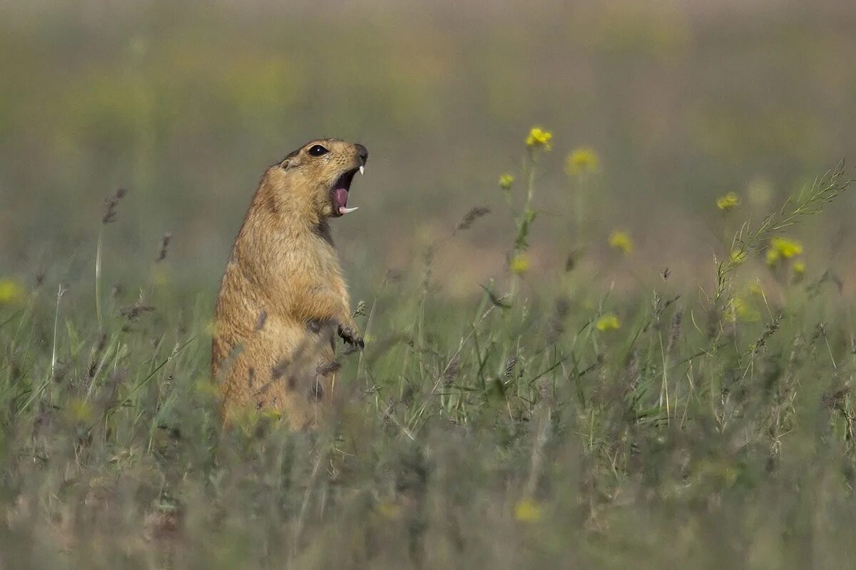 Суслик кричит видео. Желтый суслик Spermophilus fulvus. Республика Калмыкия суслик. Суслики в Калмыкии.