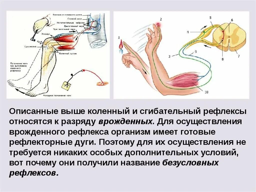 Иннервация и рефлексы. Рефлекторная дуга коленного рефлекса. Рефлекторная дуга разгибательного коленного рефлекса. Коленный рефлекс двухнейронная рефлекторная дуга. Рефлекторное дуги коленный рефлекс Ахиллов рефлекс.