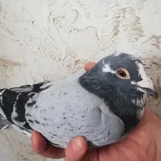 Голубь м